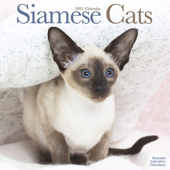 Ημερολόγιο 2027 Siamese Cats