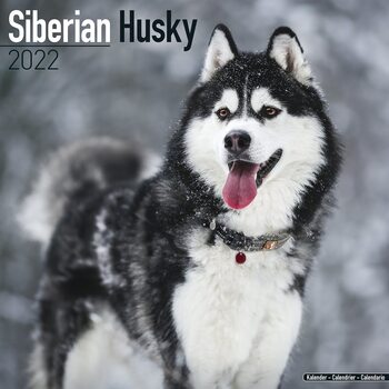 Calendar 2022 Siberian Husky