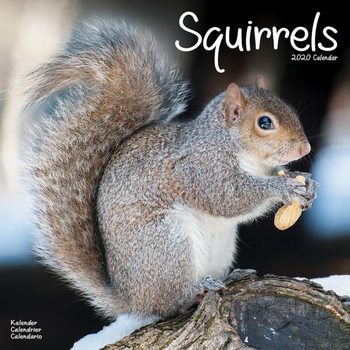 Calendar 2027 Squirrels