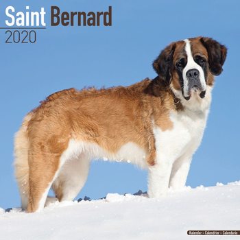 Ημερολόγιο 2027 St Bernard