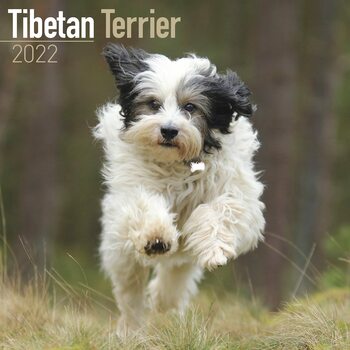 Calendar 2022 Tibetan Terrier