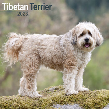 Calendar 2023 Tibetan Terrier