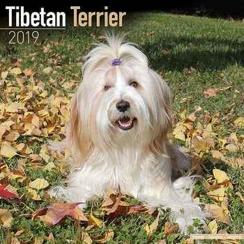 Calendar 2027 Tibetan Terrier