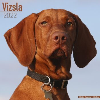 Calendar 2022 Vizsla