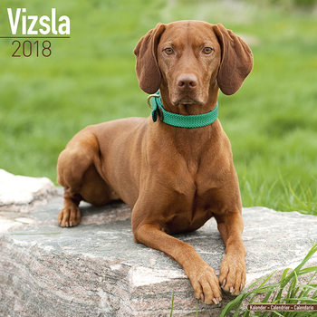 Ημερολόγιο 2027 Vizsla