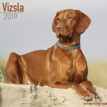 Calendar 2027 Vizsla