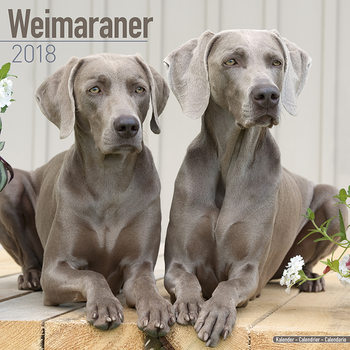 Ημερολόγιο 2027 Weimaraner