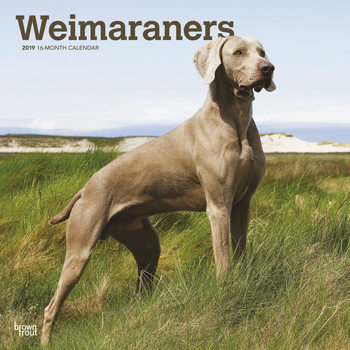 Ημερολόγιο 2027 Weimaraners