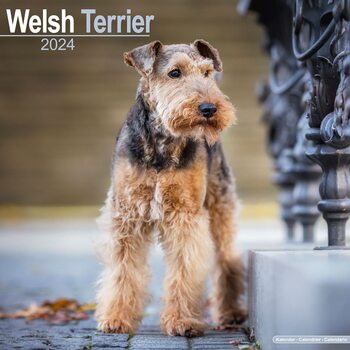 Calendar 2027 Welsh Terrier