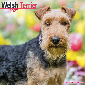 Calendar 2027 Welsh Terrier