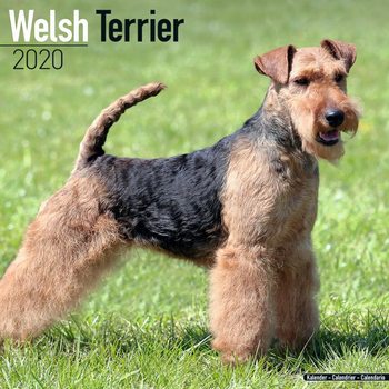 Ημερολόγιο 2027 Welsh Terrier