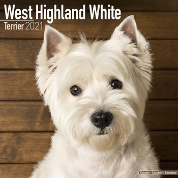 Calendar 2027 West Highland Terrier