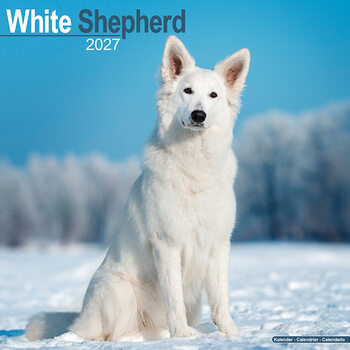 Calendar 2027 White Shepherd