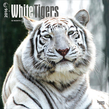 Calendar 2027 White Tigers