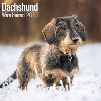 Calendar 2022 Wirehaired Dachshund