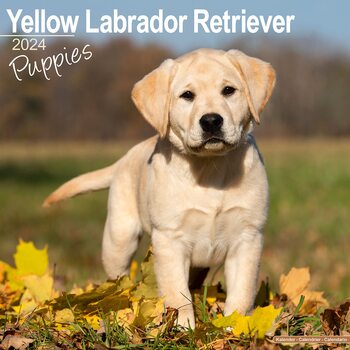 Calendar 2024 Yellow Labrador Puppies