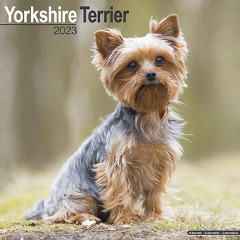 Calendar 2023 Yorkshire Terrier