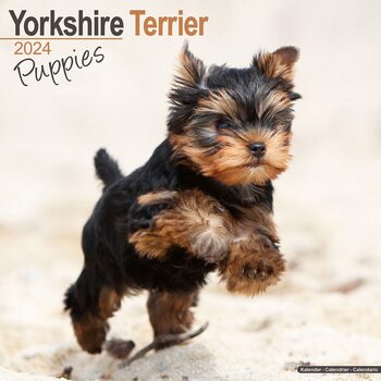 Calendar 2024 Yorkshire Terrier Puppies