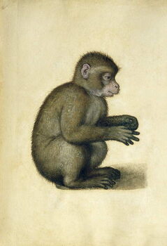 Canvas Print A Monkey