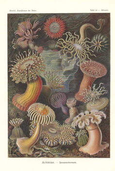 Canvas Print Actiniae - Sea anemone