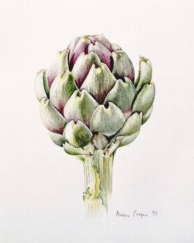 Canvas Print Artichoke Study, 1993