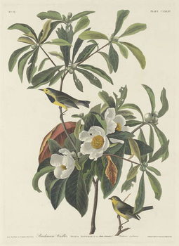 Canvas Print Bachman's Warbler, 1834
