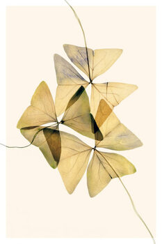 Canvas Print Beautiful dried flowers on yellow background