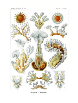 Canvas Print Bryozoa, 1899-1904