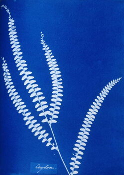 Canvas Print Cyanotype of a Ceylonese fern, 1853