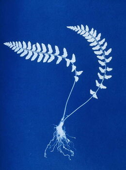 Canvas Print Cyanotype of Aspidium trapezoides, 1853