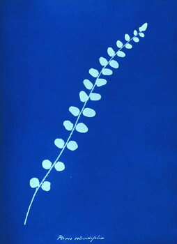 Canvas Print Cyanotype of British fern, 1853
