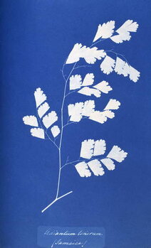 Canvas Print Cyanotype of British fern, 1853