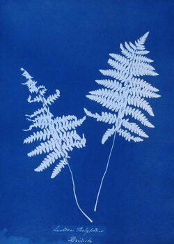 Canvas Print Cyanotype of Lastrea thelypteris, 1853