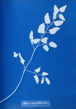 Canvas Print Cyanotype of Pteris sagittaria, 1853