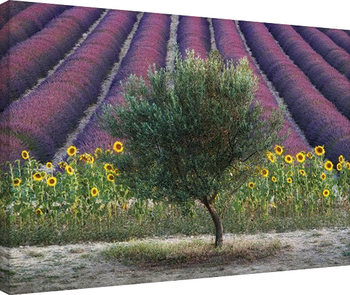 Canvas Print David Clapp - Olive Tree in Provence, France