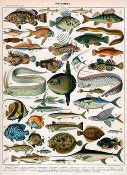 Canvas Print Decorative Print of 'Poissons' by Demoulin, 1897