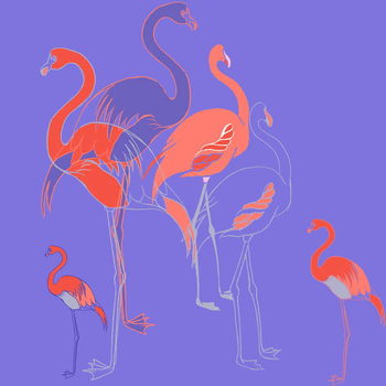 Canvas Print Flamingoes