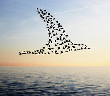 Canvas Print Flock of birds in bird formation flying above sea