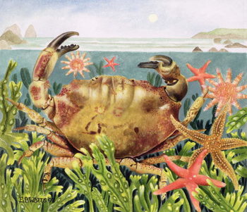 Canvas Print Furrowed Crab with Starfish Underwater, 1997