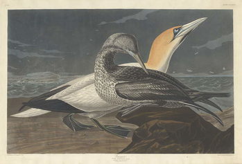 Canvas Print Gannet, 1836