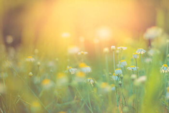 Canvas Print Golden evening summer flowers on the