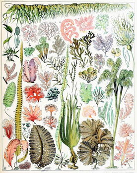 Canvas Print Illustration of  Algae and Seaweed  c.1923