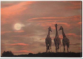 Canvas Print Marina Cano - Moonrise Giraffes