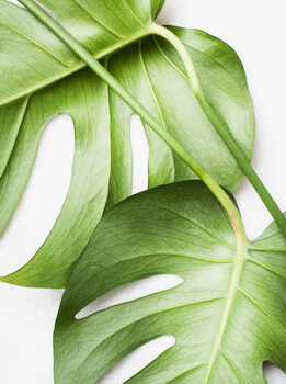 Canvas Print Monstera leaves, close up