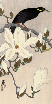 Canvas Print Ohara Koson - Myna on Magnolia Branch
