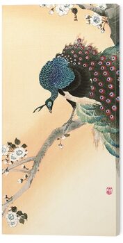 Canvas Print Ohara Koson - Peacock on a Cherry Blossom Tree
