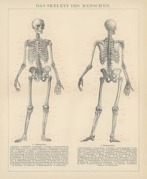 Canvas Print Old engraved illustration of human skeletons
