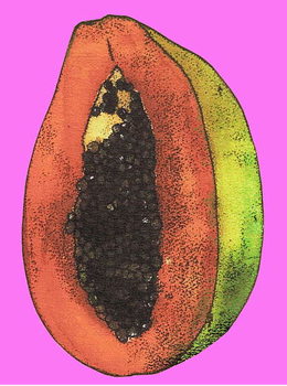 Canvas Print Papaya,2008