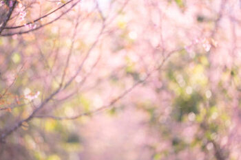 Canvas Print Pink sakura flowers, dreamy romantic spring
