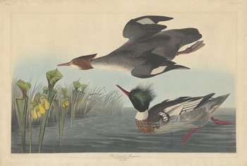 Canvas Print Red-breasted Merganser, 1838